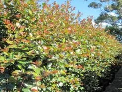 Syzygium Elegance Lilly Pilly 8 Syzygium Elegance Lilly Pilly -Plants in a Box Sales Shop syzigium big red 0