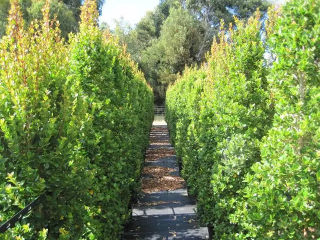 Syzygium "orange Twist" 3 Syzygium "orange Twist"