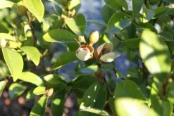 Michelia Coco -Plants in a Box Sales Shop thumb IMG 0615 1024 d8caa220 b7c5 4867 865a 4be1bd85cd44