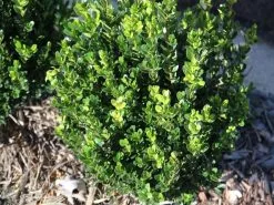 Buxus Microphylla 'Faulkner' -Plants in a Box Sales Shop thumb IMG 0664 1024 6562ac9e 06cb 4037 962e 7cbfdf98158a