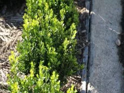 Buxus Microphylla 'Faulkner' -Plants in a Box Sales Shop thumb IMG 0665 1024 1dc0ad8d dcfc 41c6 9bcb ce154354c84a
