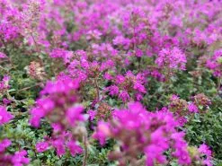 Creeping Thyme -Thymus Praecox -Plants in a Box Sales Shop thymuspraecox 02 a4fd52f4 8ae3 4f39 a33a fbbb3710bb54
