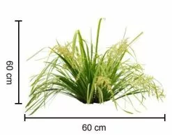 Lomandra Hystrix 'Tropic Cascade' Pbr -Plants in a Box Sales Shop tropic cascade cut out with height 85be0c3e 1320 42ca 9074 15270fa68b14