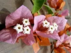 Bougainvillea Rosenka -Plants in a Box Sales Shop unnamed 1 2bc9b84b ce49 44b3 b282 6caa45f4d542