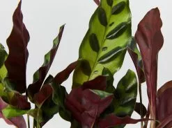 Calathea Insignis Rattle Snake Box -Plants in a Box Sales Shop unnamed 11 08407454 95ba 4103 ab9c 3b97bdd04220