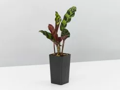 Calathea Insignis Rattle Snake Box -Plants in a Box Sales Shop unnamed 12 4d685aa4 f5e7 4afc 9b33 8e5c4af07c67