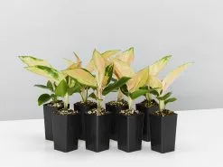 Aglaonema - Red Fountain Houseplant Pack