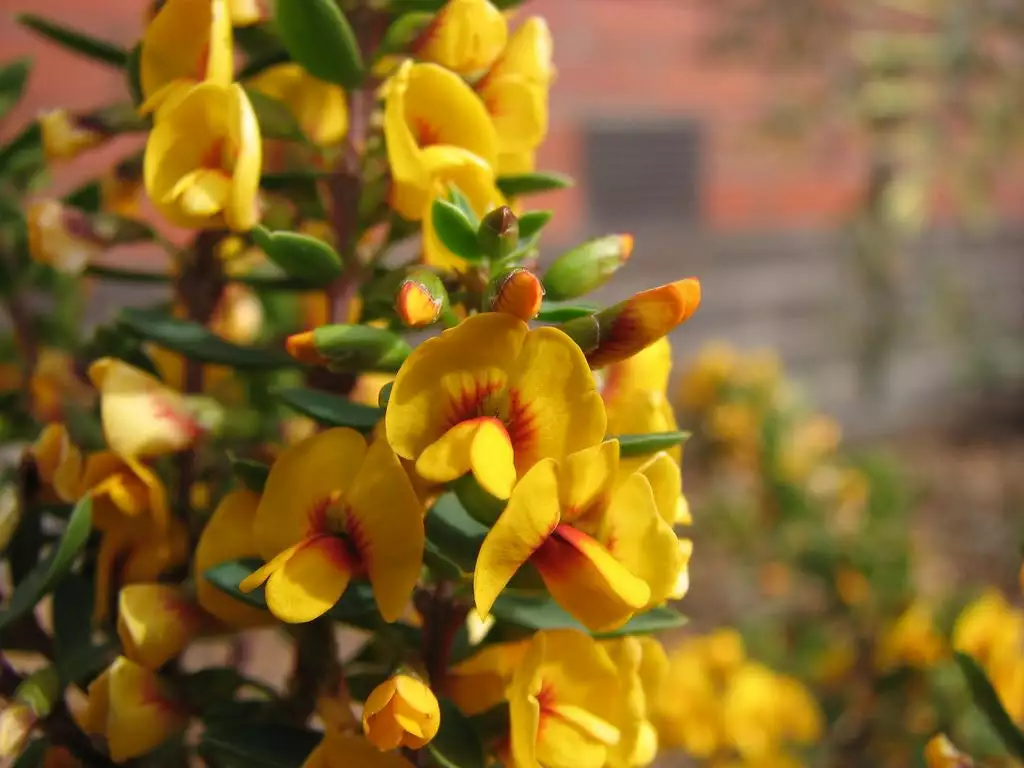 Eutaxia Obovata 4 Eutaxia Obovata - Image 2