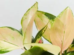 Aglaonema - Red Fountain Houseplant Pack -Plants in a Box Sales Shop unnamed 2 723a9eee 6da3 452e be8b 8d0f81858ed1