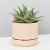 Aloe White Beauty - Pot + Plant -Plants in a Box Sales Shop unnamed 5