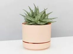 Aloe White Beauty - Pot + Plant