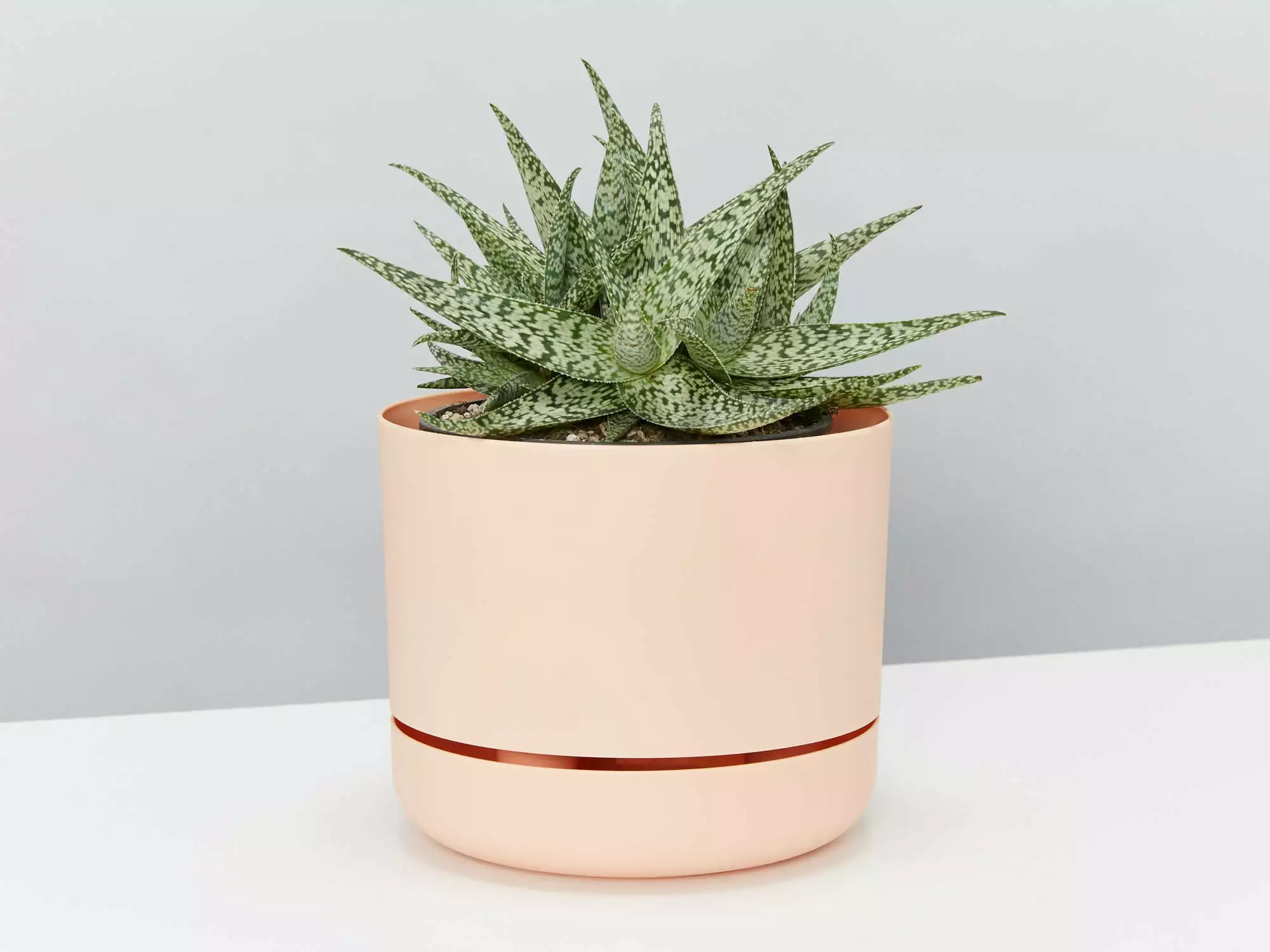 Aloe White Beauty - Pot + Plant 3 Aloe White Beauty - Pot + Plant