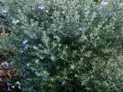 Westringia Fruticosa Jervis Gem -Plants in a Box Sales Shop unnamed 7 ab28f03f 7411 464b b544 a40bbd8a0b2d