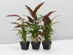 Calathea Rufibarba 11 Calathea Rufibarba -Plants in a Box Sales Shop unnamed 8 b06fe049 b28d 4106 8aee 2e2b887601f9