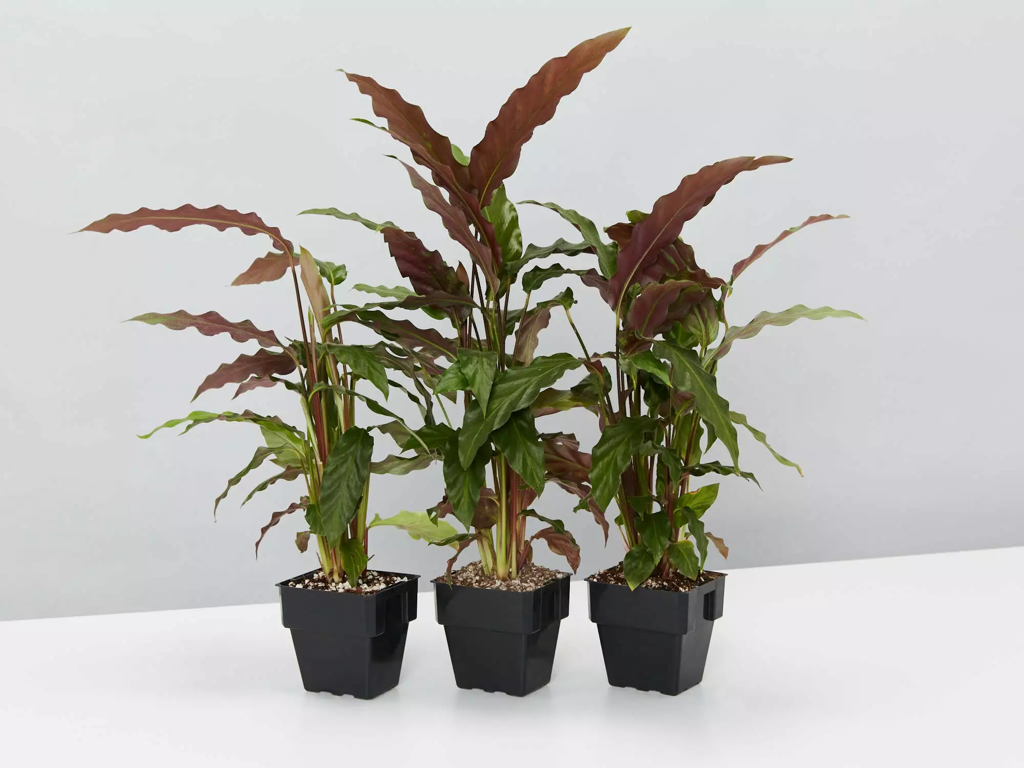 Calathea Rufibarba 7 Calathea Rufibarba - Image 5