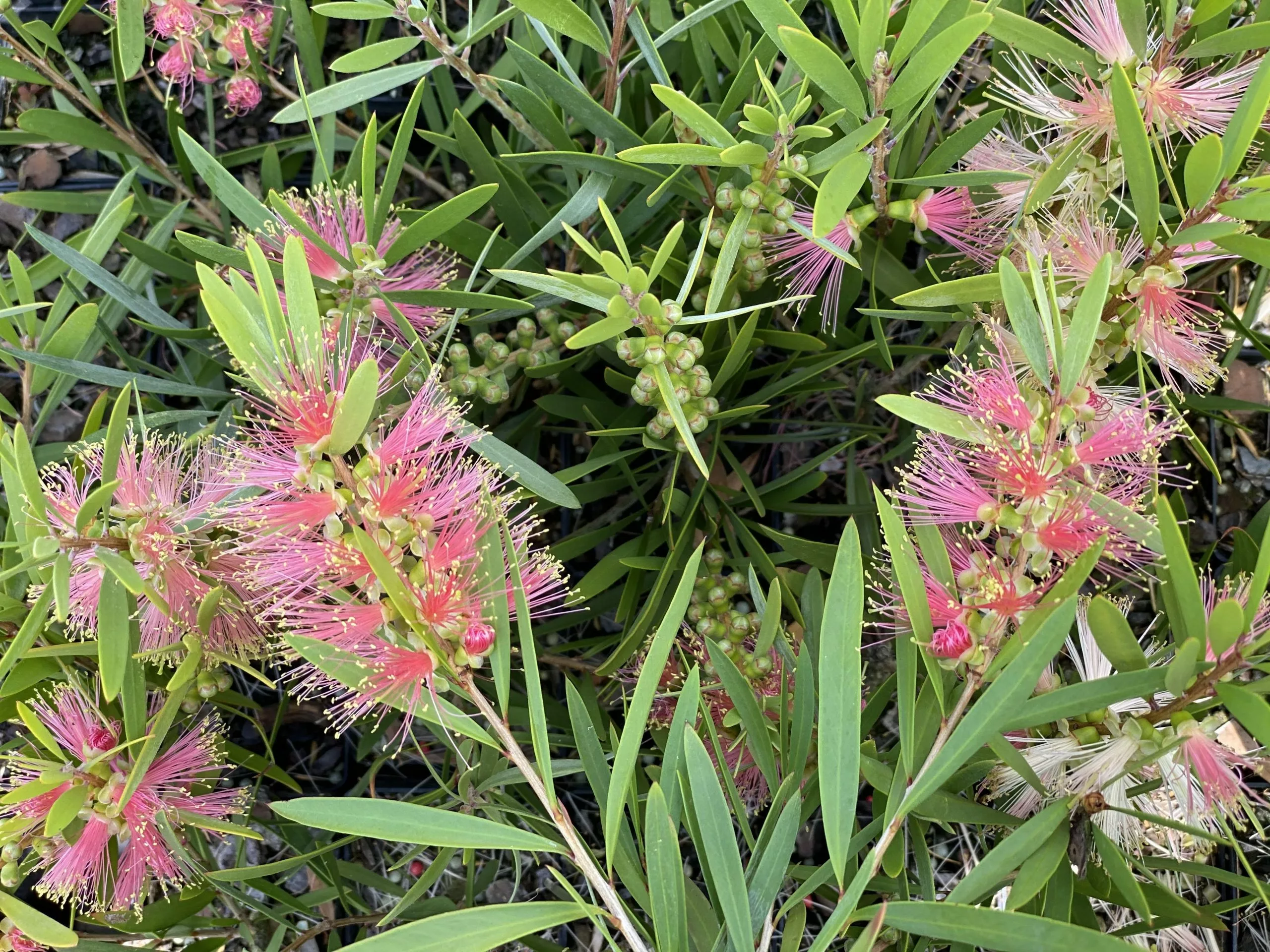 Callistemon Citrinus Pink Champagne 4 Callistemon Citrinus Pink Champagne - Image 2