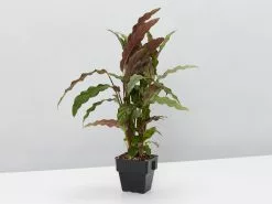 Calathea Rufibarba 10 Calathea Rufibarba -Plants in a Box Sales Shop unnamed 9 b28fbdfe 9019 4f36 b644 d23e3ef96485