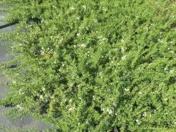 Myoporum Parvifolium Fine Leaf -Plants in a Box Sales Shop unnamed 9dfbd37e 555b 4b7e 811c 665817a50c57