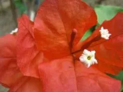 Bougainvillea Starfire - 85mm