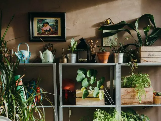 Pilea Peperomioides 6 Pilea Peperomioides - Image 4