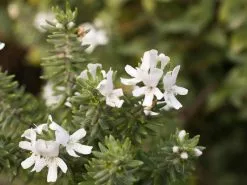 Australian Native Mixed Pack -Plants in a Box Sales Shop westringia fruticosa flowers 86cd61c9 d0c5 4758 9589 d69dc591326c