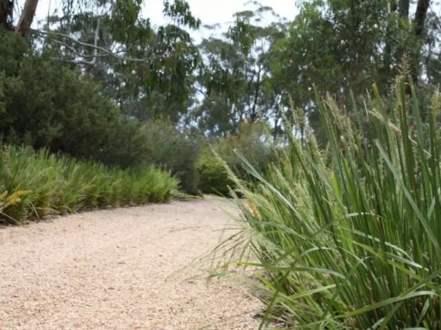 Lomandra Longifolia Mat Rush 6 Lomandra Longifolia Mat Rush - Image 4