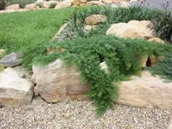 Myoporum Parvifolium Yareena Creeping Boobialla Groundcover Pack -Plants in a Box Sales Shop yareena3 4b46a9ad b3b7 49db ad0c 0ab6c8130502